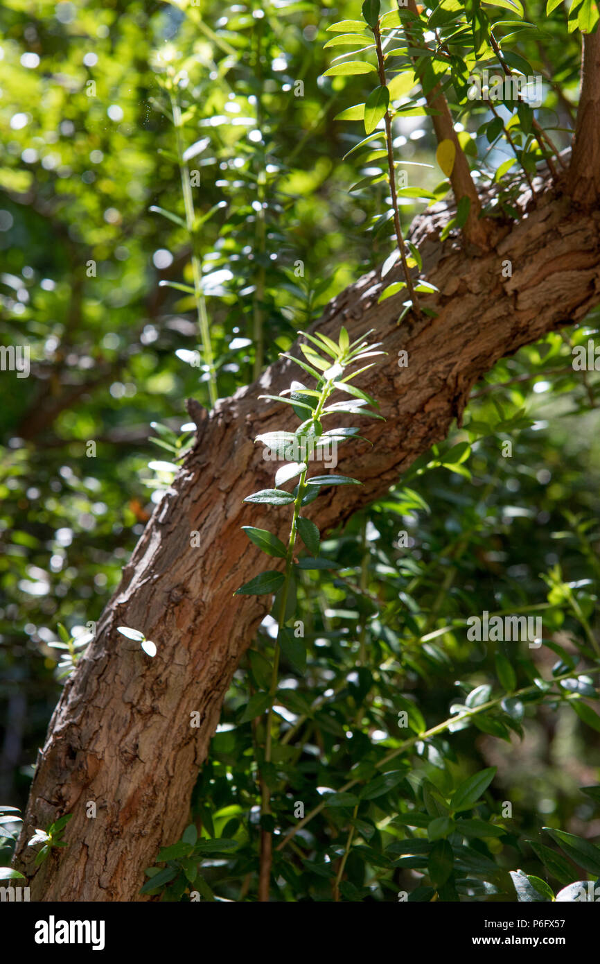 Myrtus communis tree hi-res stock photography and images - Alamy