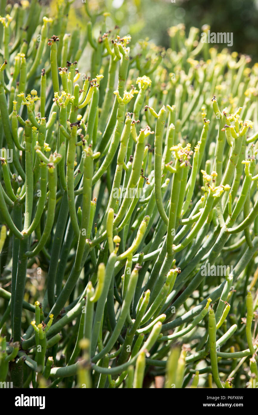 Euphorbia aphylla, Euphorbiaceae,Botanical garden Spain Europe Stock