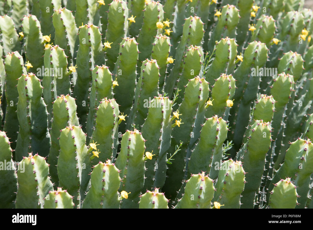Cactus, Ephorbia officinarum, Euphorbiaceae, Mallorca, Spain Europe Stock Photo
