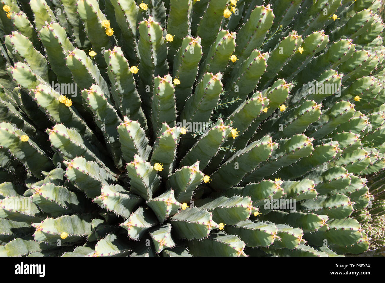 Cactus, Ephorbia officinarum, Euphorbiaceae, Mallorca, Spain Europe Stock Photo