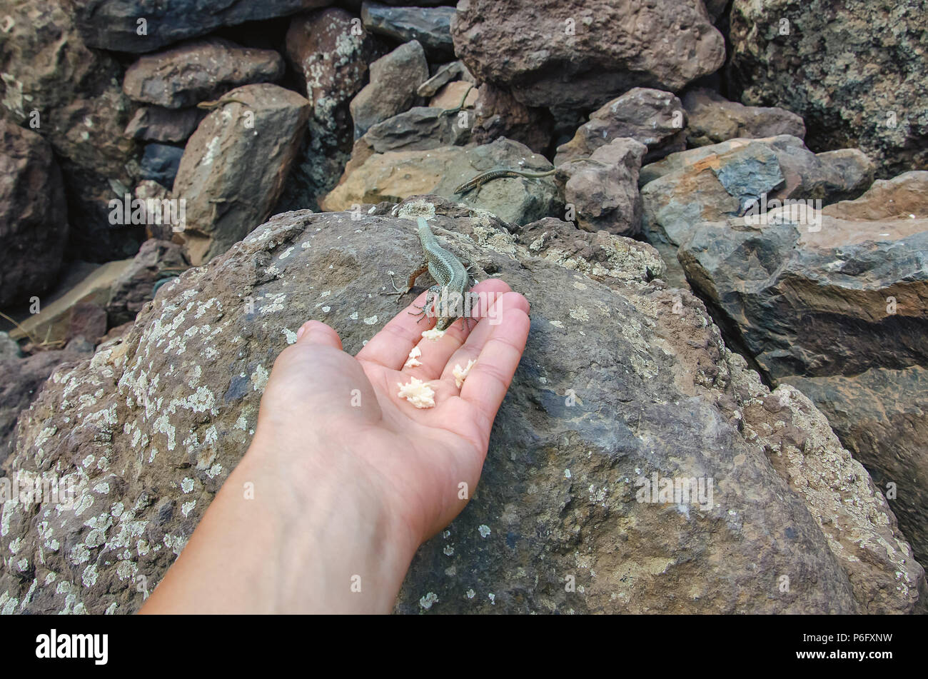 Lizard is taking food from woman's hand stretched to rocks. Friendly interaction with wild life and environmental concepts. Selective focus. Picture m Stock Photo
