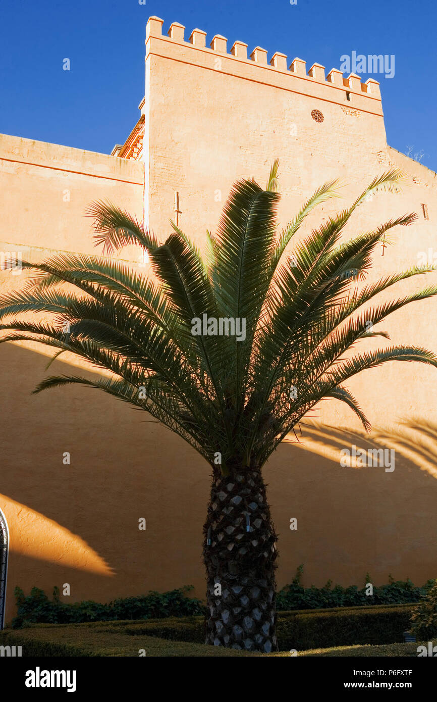 Palm tree in the Patio del León, El Real Alcázar, Sevilla, Andalusia, Spain Stock Photo