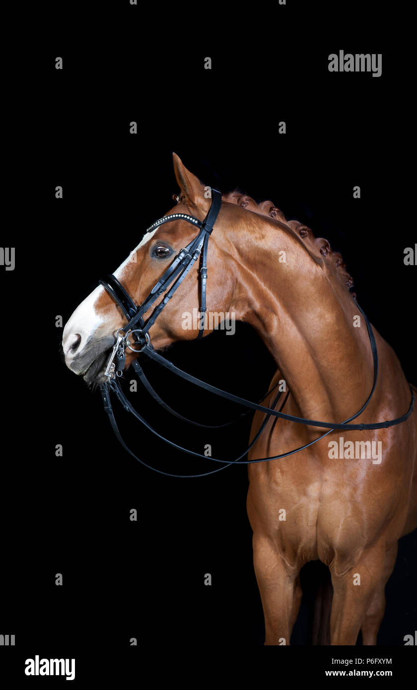a brown riding horse in the studio in front of black background Stock Photo