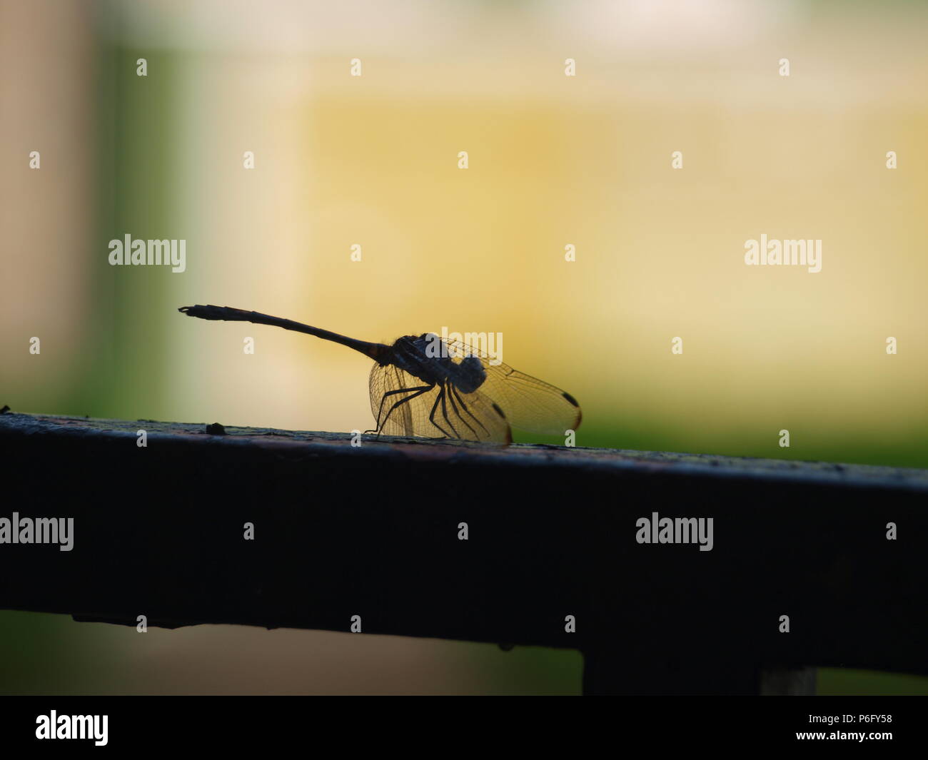 Dragonfly Sources Needed Minerals Stock Photo