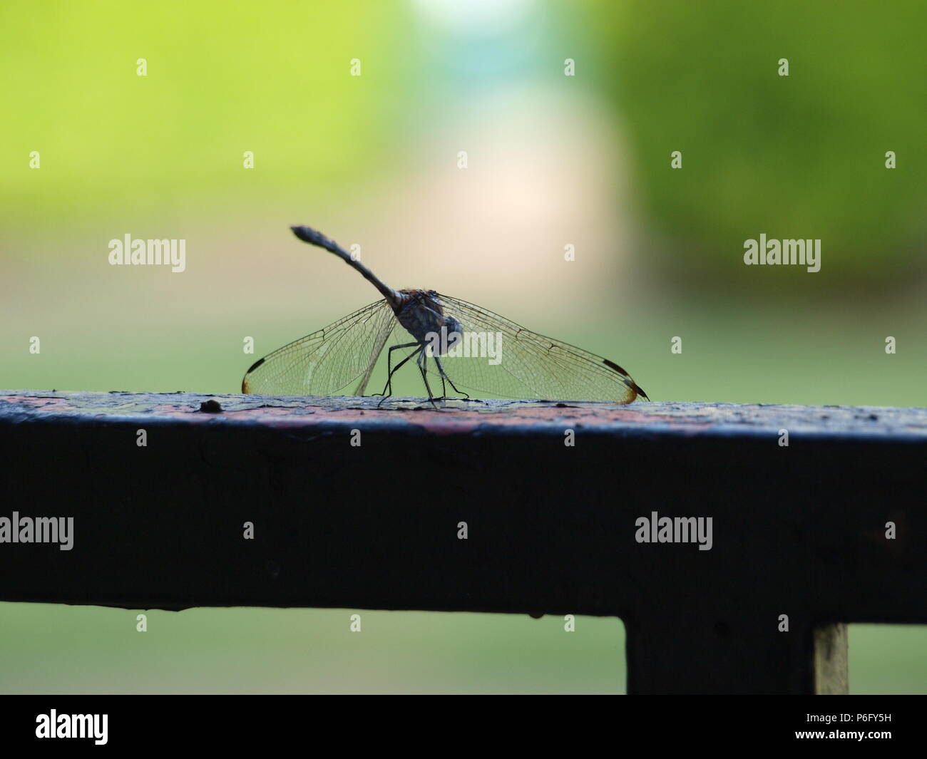 Dragonfly Sources Needed Minerals Stock Photo