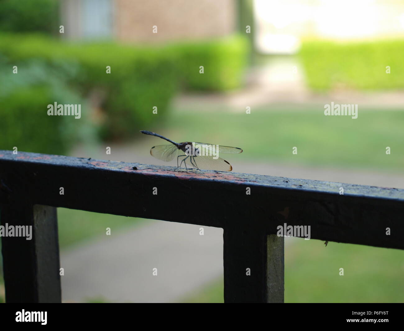 Dragonfly Sources Needed Minerals Stock Photo