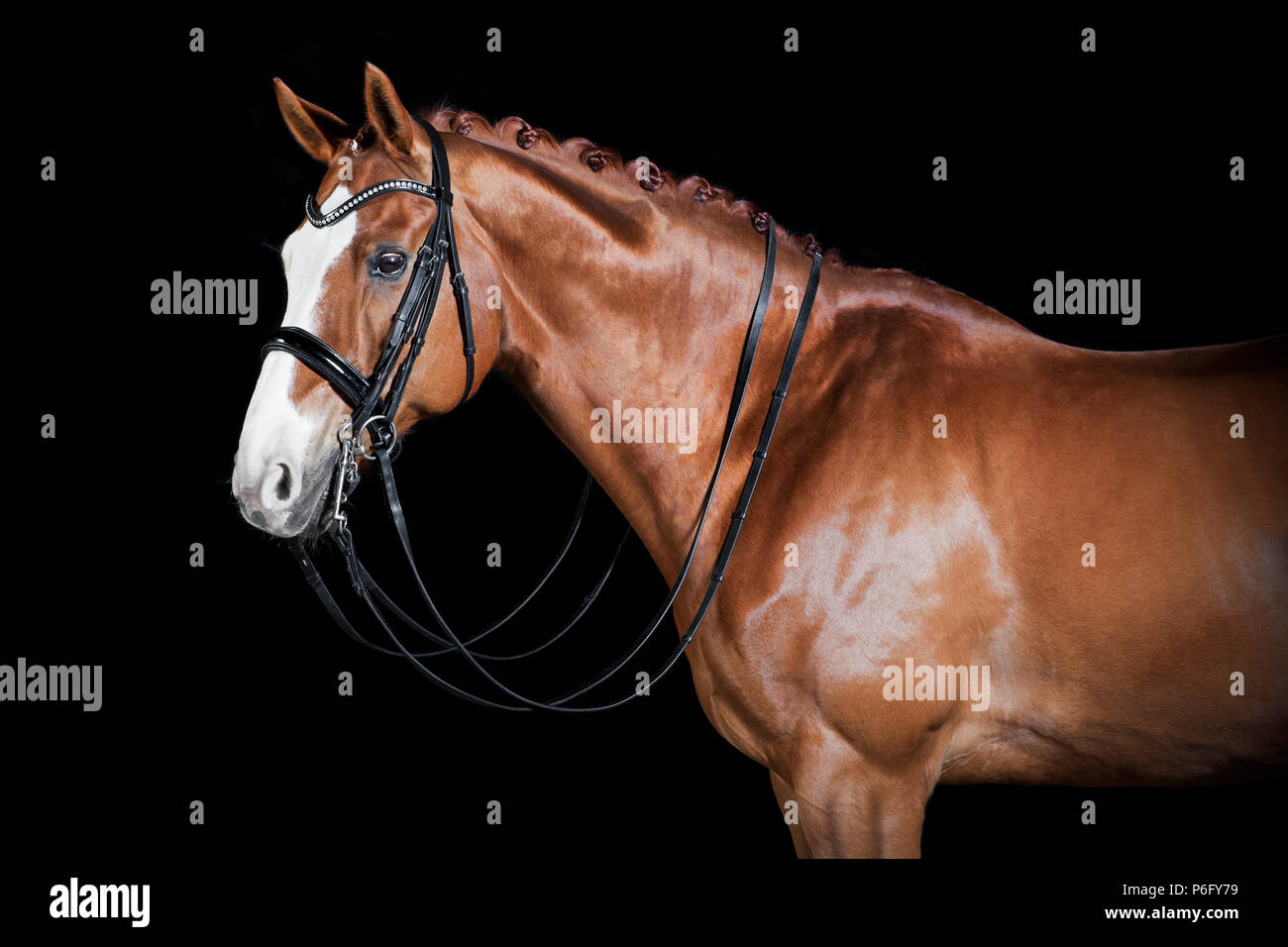 a brown riding horse in the studio in front of black background Stock Photo