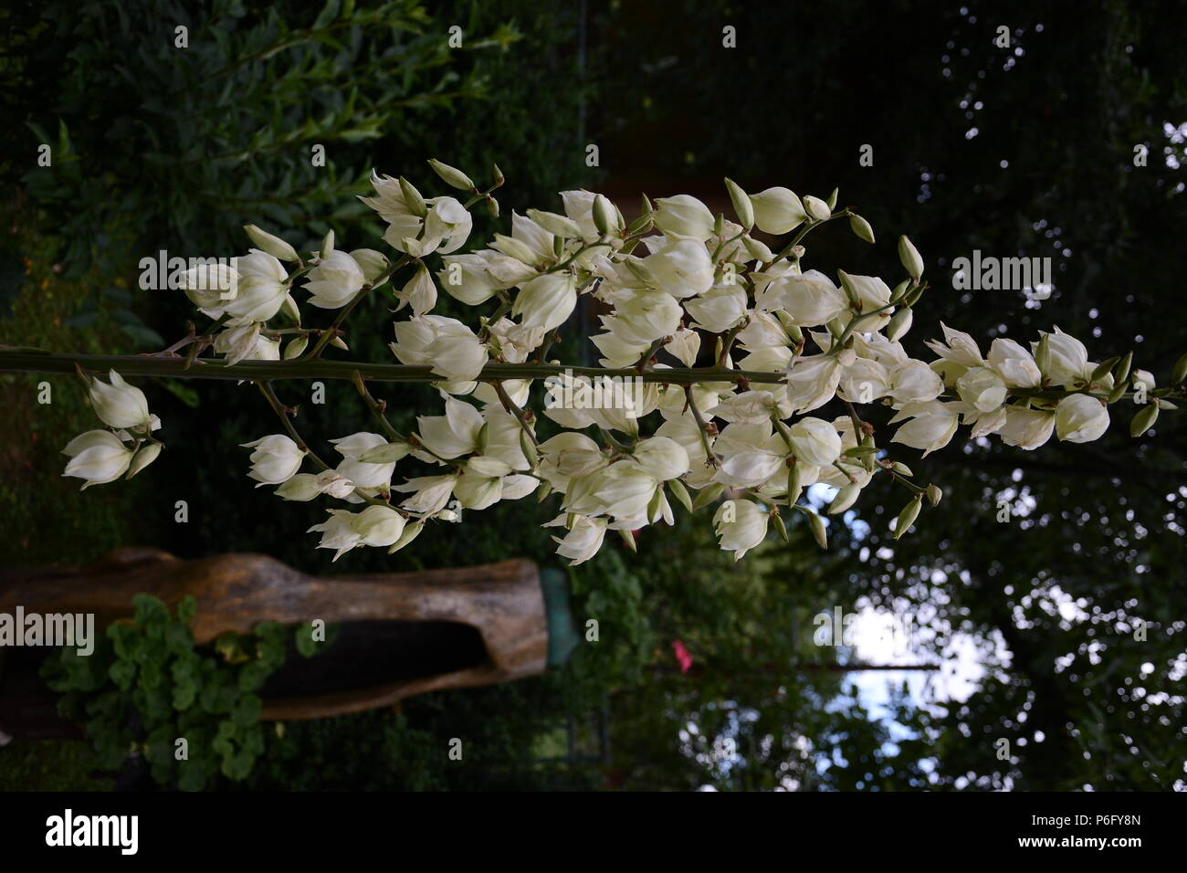 flowering white yucca in a flower and summer garden Stock Photo