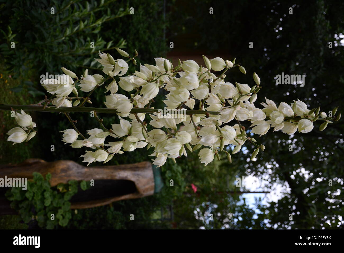 flowering white yucca in a flower and summer garden Stock Photo