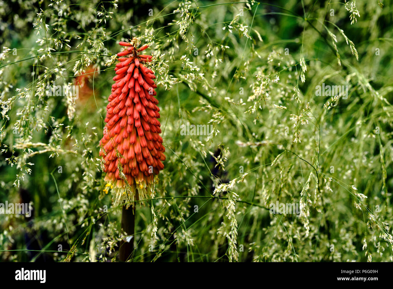 Kniphofia uvaria Nobilis , Red Hot Poker, Torch Lily, asphodelaceae, liliaceae, Deschampsia cespitosa Goldtau, Tufted Hairgrass.Cottage garden border. Stock Photo