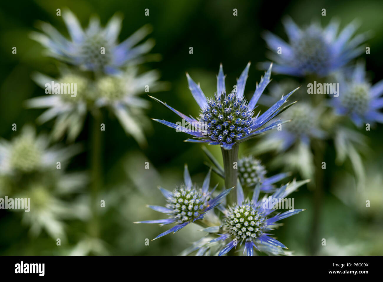 Eryngium bourgatii Oxford Blue, apiaceae. Sea Holly. Stock Photo