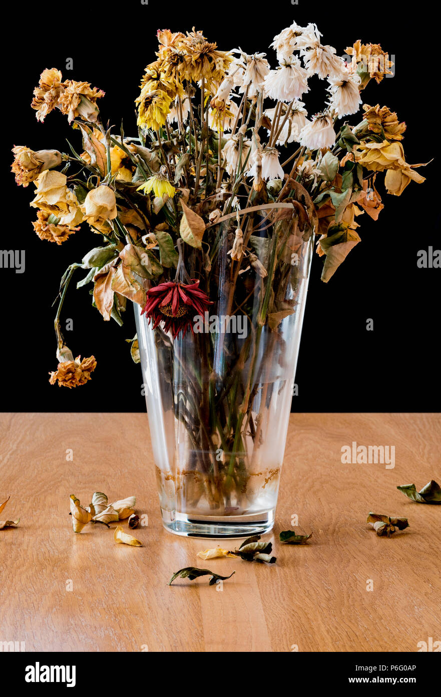 Vase of dead and decaying flowers. Representing feelings of loneliness, sadness, depression and loss of life. Stock Photo