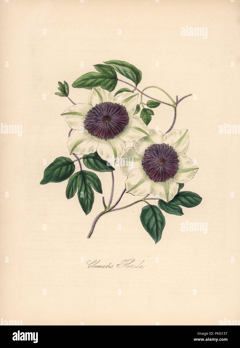 Passionflower clematis, Clematis florida. Handcoloured zincograph by C. Chabot drawn by Miss M. A. Burnett from her 'Plantae Utiliores: or Illustrations of Useful Plants,' Whittaker, London, 1842. Miss Burnett drew the botanical illustrations, but the text was chiefly by her late brother, British botanist Gilbert Thomas Burnett (1800-1835). Stock Photo