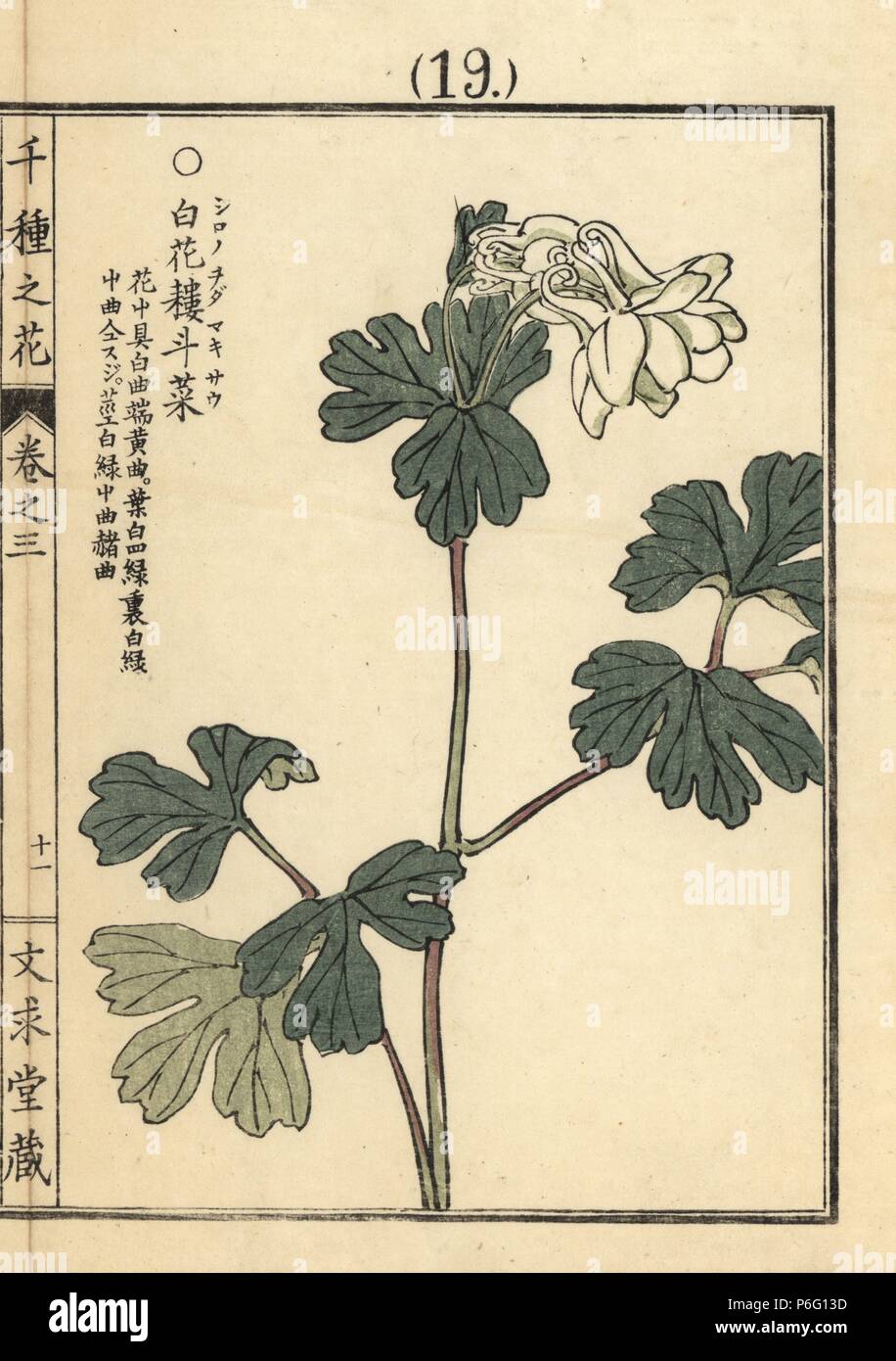 Shironochi damakisou or white columbine, Aquilegia species. Handcoloured woodblock print by Kono Bairei from Senshu no Hana (One Thousand Varieties of Flowers), Bunkyudo, Kyoto, 1889. Stock Photo
