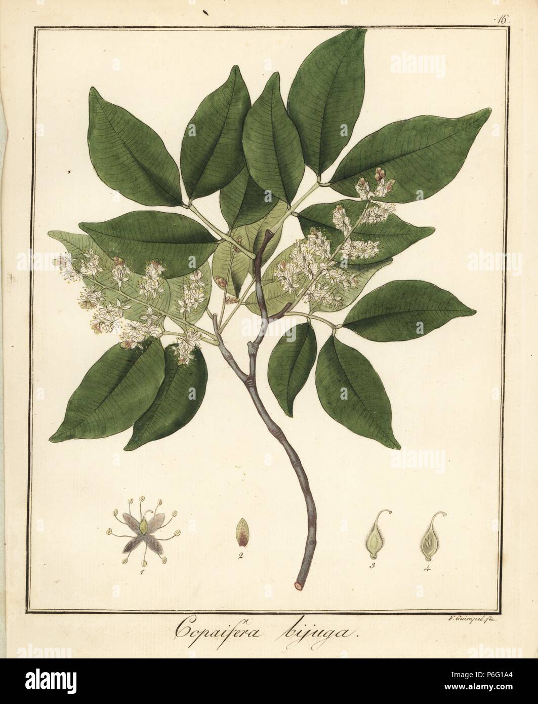Copal or copaiba tree, Copaifera guyanensis. Handcoloured copperplate