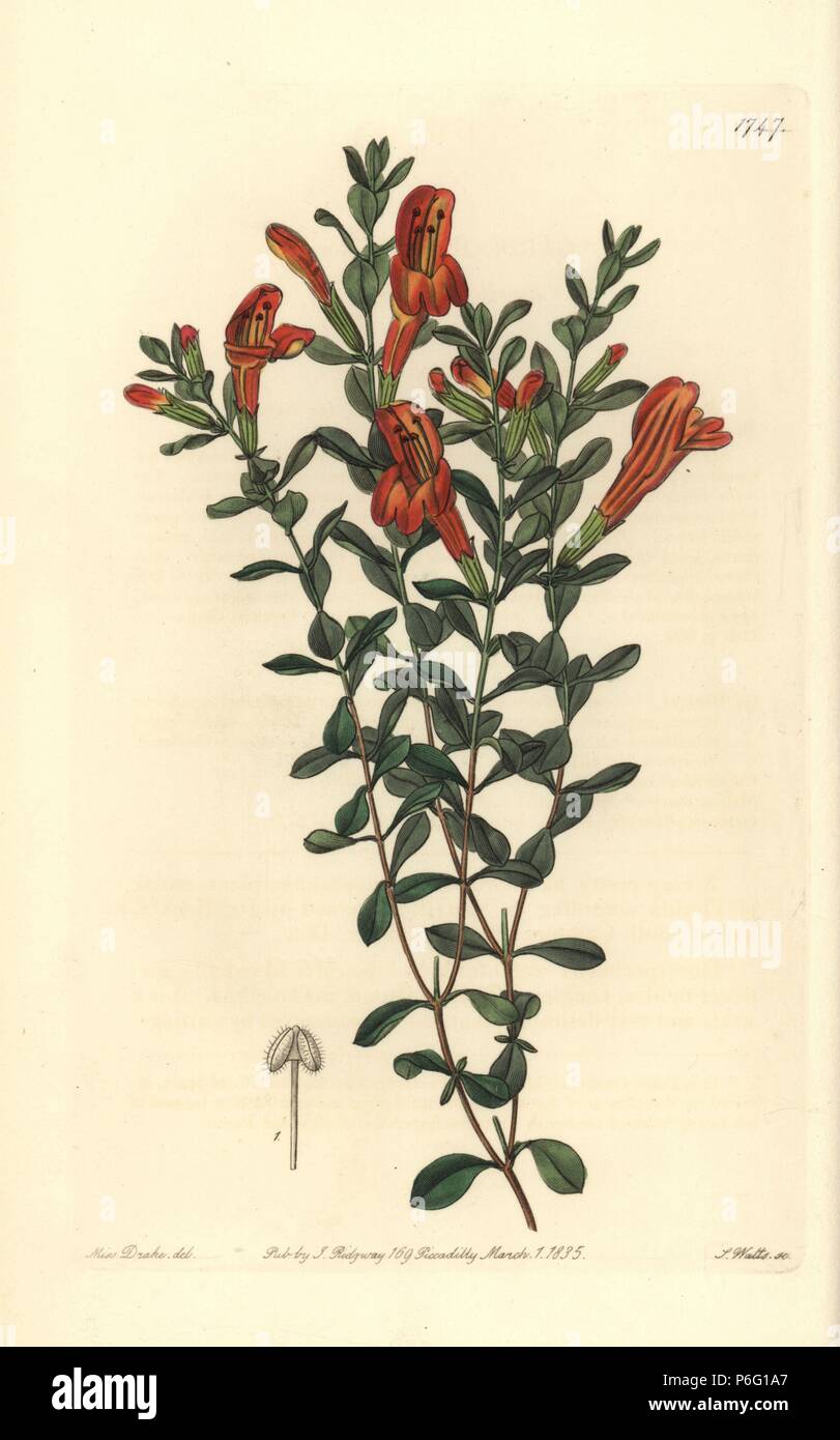 Scarlet gardoquia or amber blush, Clinopodium coccineum (Gardoquia hookeri). Handcoloured copperplate engraving by S. Watts after an illustration by Miss Drake from Sydenham Edwards' 'The Botanical Register,' London, Ridgway, 1835. Sarah Anne Drake (1803-1857) drew over 1,300 plates for the botanist John Lindley, including many orchids. Stock Photo