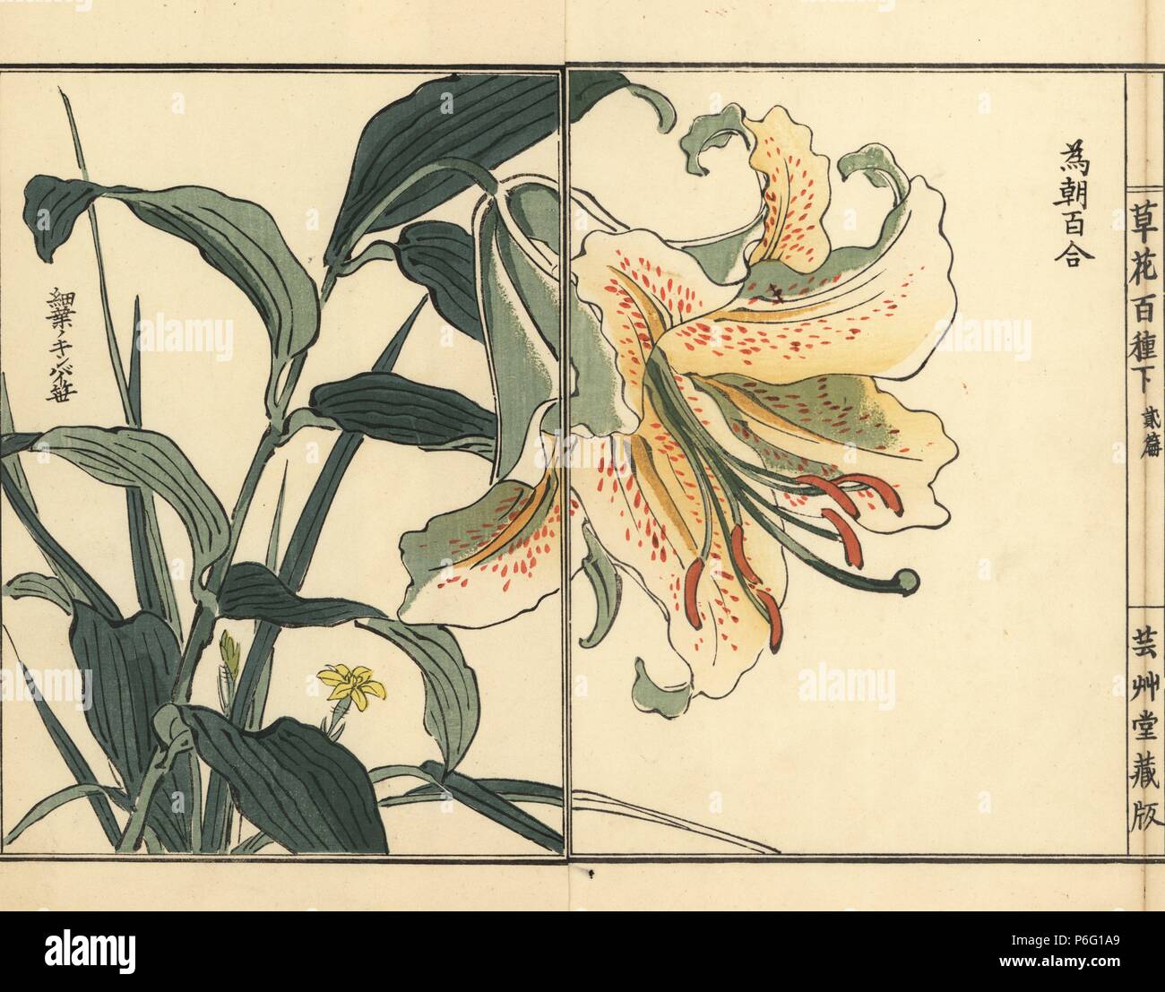 Tametomo yuri or golden rayed lily, Lilium auratum var. platyphyllum. Handcoloured woodblock print by Kono Bairei from Kusa Bana Hyakushu (One Hundred Varieties of Flowers), Tokyo, Yamada, 1901. Stock Photo