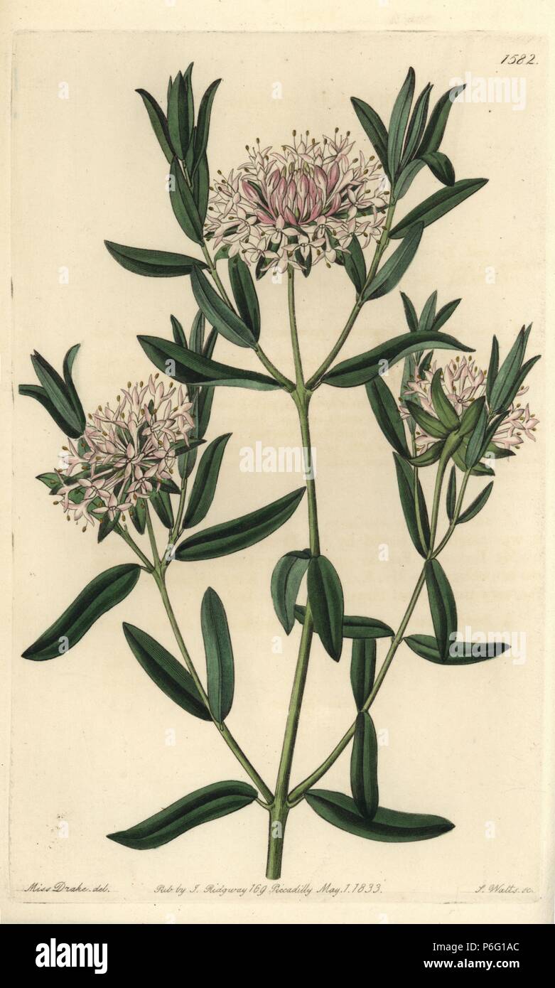 Forest riceflower, Pimelea sylvestris. Handcoloured copperplate engraving by S. Watts after an illustration by Miss Drake from Sydenham Edwards' 'The Botanical Register,' London, Ridgway, 1833. Sarah Anne Drake (1803-1857) drew over 1,300 plates for the botanist John Lindley, including many orchids. Stock Photo