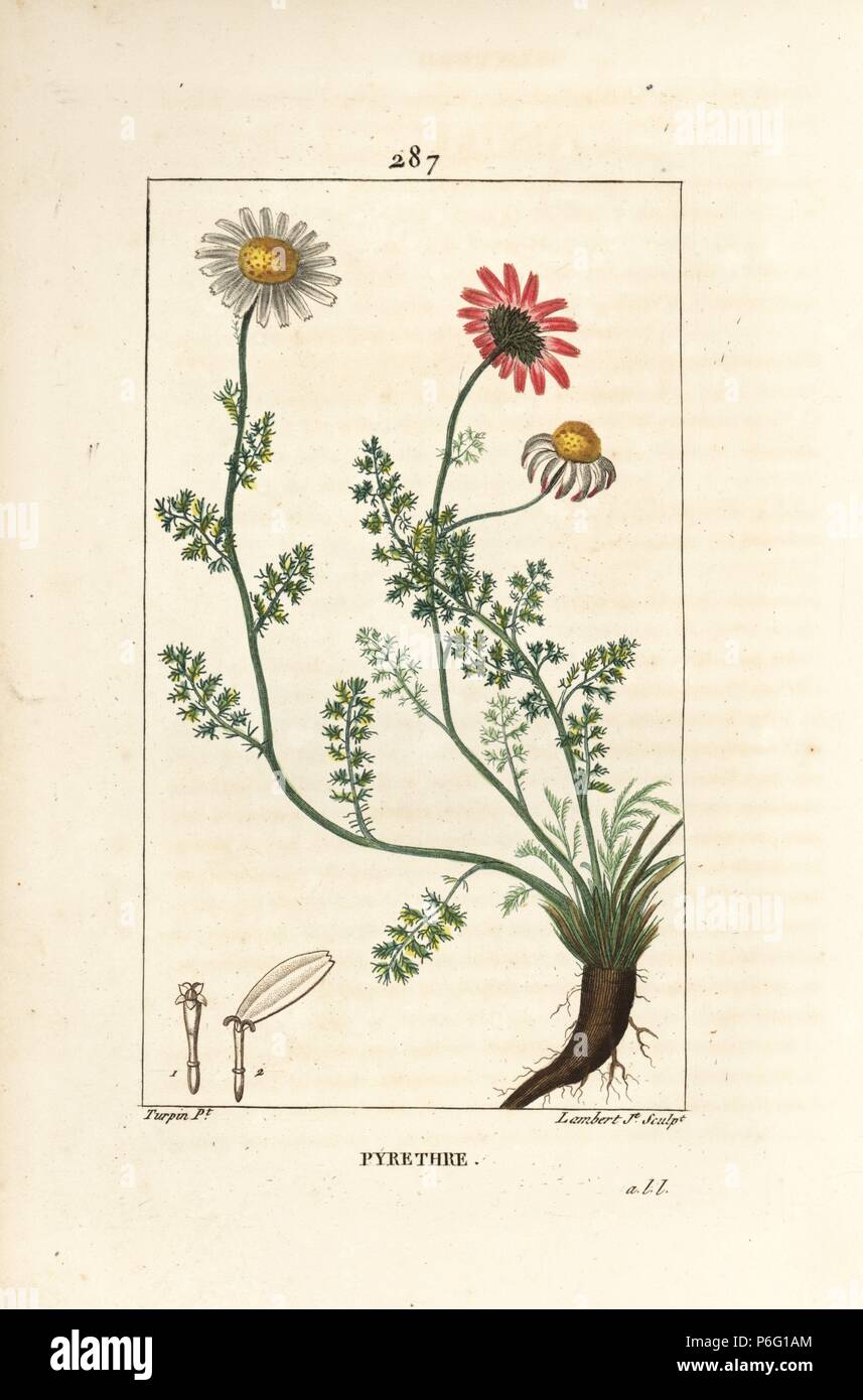 Pellitory of Spain, Anthemis pyrethrum, with flowers, leaf, stalk and roots. Handcoloured stipple copperplate engraving by Lambert Junior from a drawing by Pierre Jean-Francois Turpin from Chaumeton, Poiret and Chamberet's 'La Flore Medicale,' Paris, Panckoucke, 1830. Turpin (17751840) was one of the three giants of French botanical art of the era alongside Pierre Joseph Redoute and Pancrace Bessa. Stock Photo