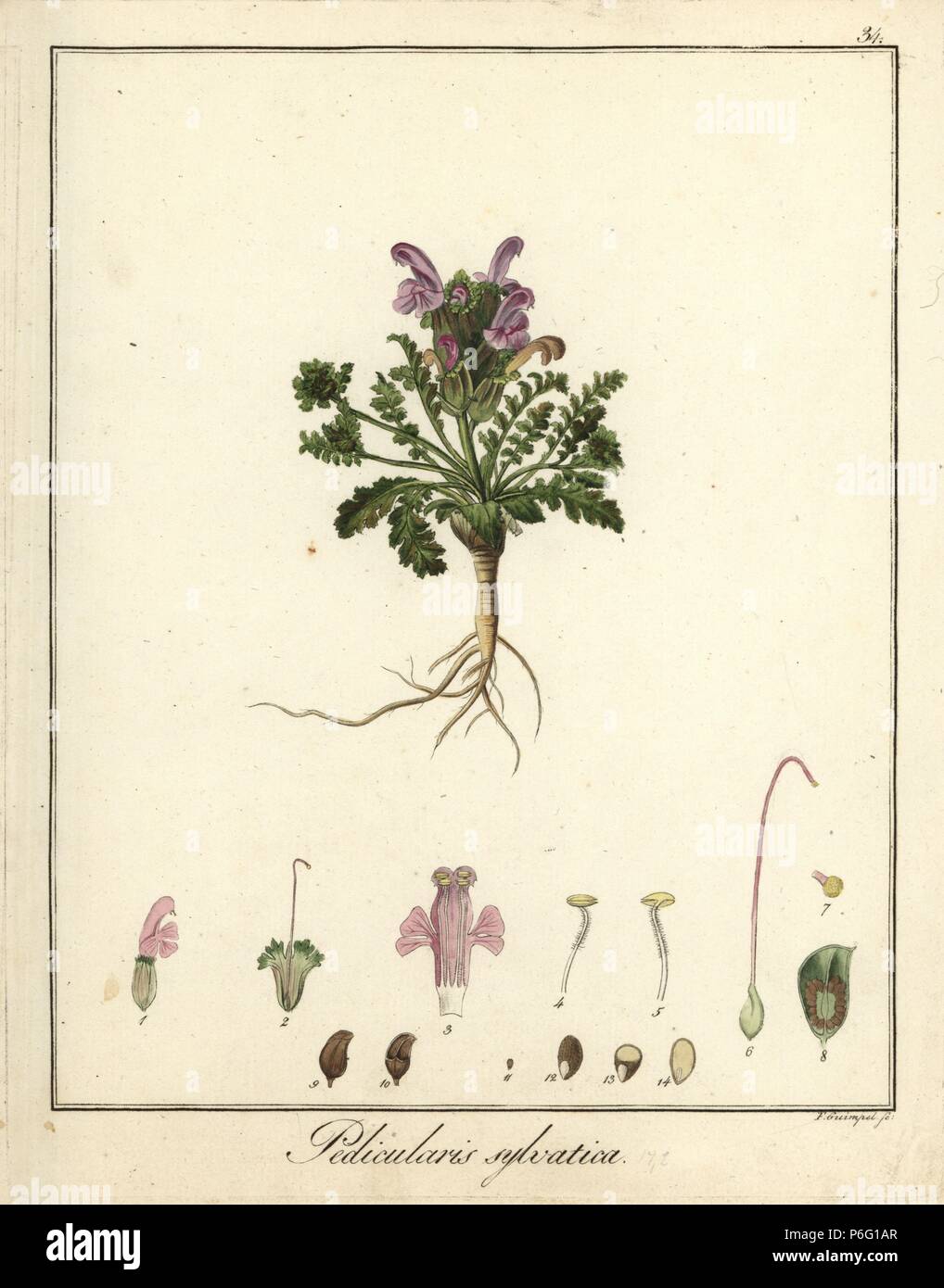 Common lousewort, Pedicularis sylvatica. Handcoloured copperplate engraving by F. Guimpel from Dr. Friedrich Gottlob Hayne's Medical Botany, Berlin, 1822. Hayne (1763-1832) was a German botanist, apothecary and professor of pharmaceutical botany at Berlin University. Stock Photo