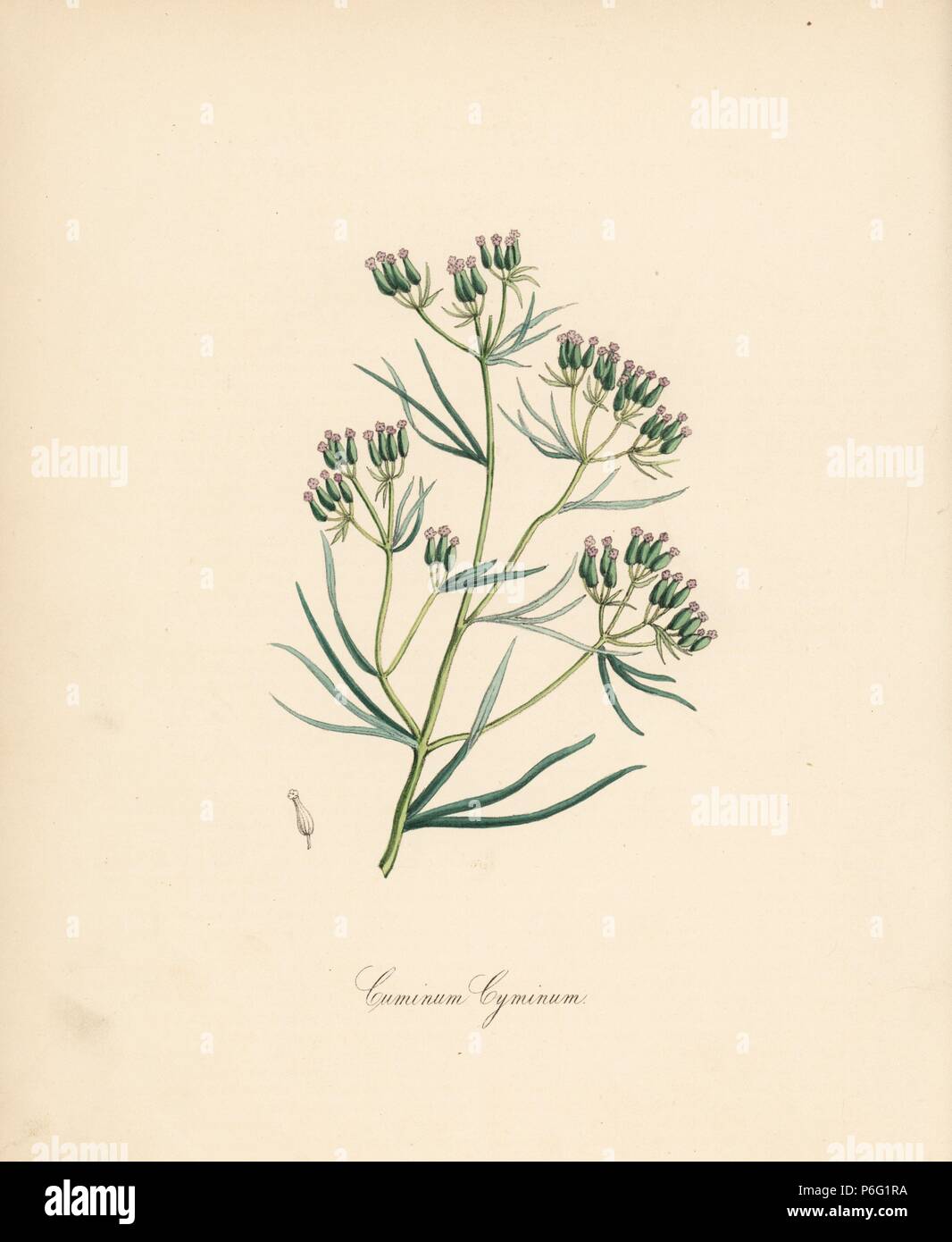 Cumin, Cuminum cyminum. Handcoloured zincograph by C. Chabot drawn by Miss M. A. Burnett from her 'Plantae Utiliores: or Illustrations of Useful Plants,' Whittaker, London, 1842. Miss Burnett drew the botanical illustrations, but the text was chiefly by her late brother, British botanist Gilbert Thomas Burnett (1800-1835). Stock Photo