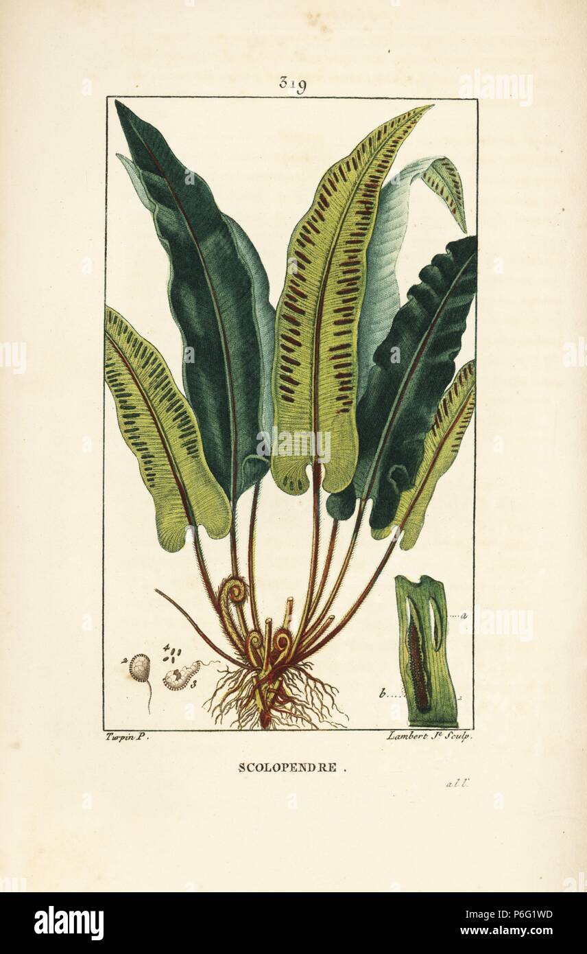 Hart's-tongue fern, Asplenium scolopendrium, with leaf, seed and root. Handcoloured stipple copperplate engraving by Lambert Junior from a drawing by Pierre Jean-Francois Turpin from Chaumeton, Poiret and Chamberet's 'La Flore Medicale,' Paris, Panckoucke, 1830. Turpin (17751840) was one of the three giants of French botanical art of the era alongside Pierre Joseph Redoute and Pancrace Bessa. Stock Photo