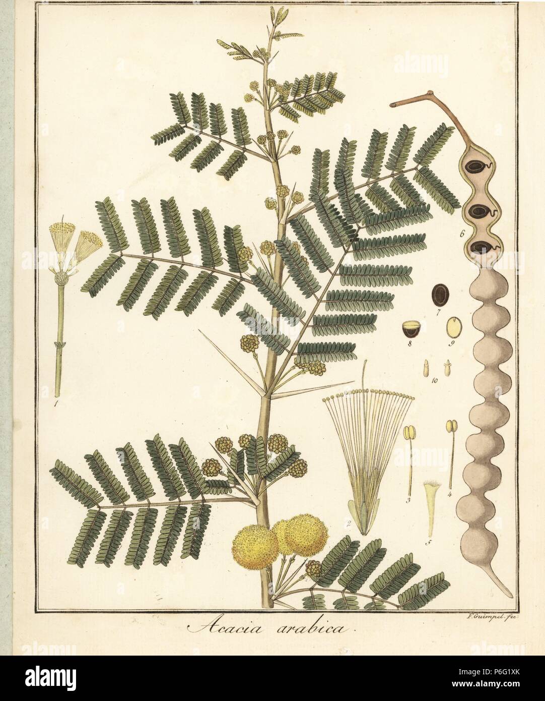 Acacia Nilotica High Resolution Stock Photography And Images Alamy