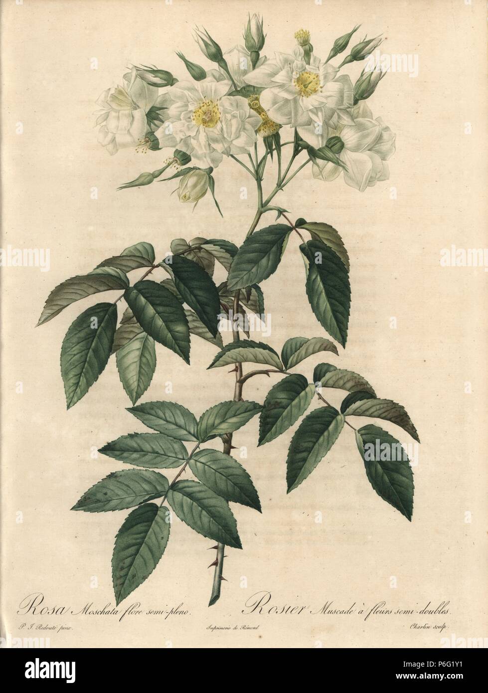 Semi-double musk rose, Rosa moschata var. plena (Rosa moschata flore semi-pleno). Handcoloured stipple copperplate engraving by Charlin after an illustration by Pierre-Joseph Redoute from 'Les Roses,' Firmin Didot, Paris, 1817. Stock Photo