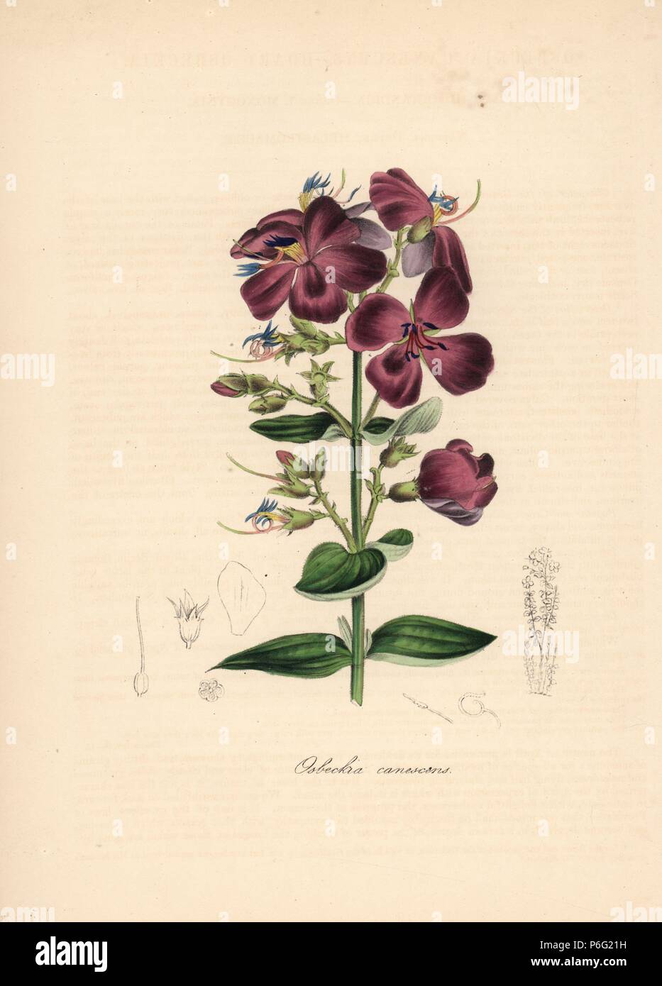 Heterotis canescens (Osbeckia canescens). Handcoloured zincograph by C. Chabot drawn by Miss M. A. Burnett from her 'Plantae Utiliores: or Illustrations of Useful Plants,' Whittaker, London, 1842. Miss Burnett drew the botanical illustrations, but the text was chiefly by her late brother, British botanist Gilbert Thomas Burnett (1800-1835). Stock Photo