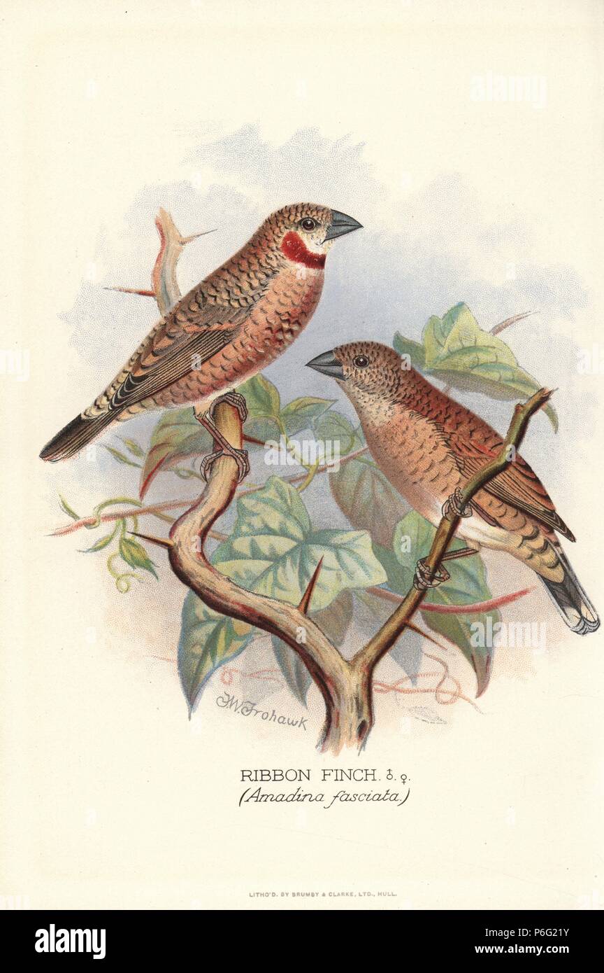 Cut-throat or ribbon finch, Amadina fasciata. Chromolithograph by Brumby and Clarke after a painting by Frederick William Frohawk from Arthur Gardiner Butler's 'Foreign Finches in Captivity,' London, 1899. Stock Photo