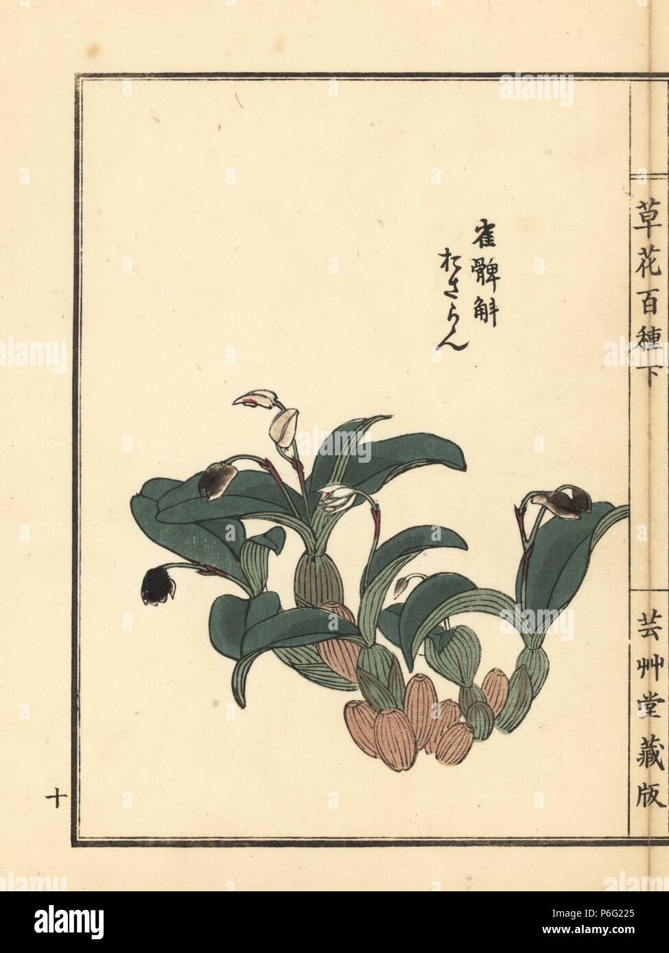 Osaran or Japanese eria orchid, Eria reptans. Handcoloured woodblock print by Kono Bairei from Kusa Bana Hyakushu (One Hundred Varieties of Flowers), Tokyo, Yamada, 1901. Stock Photo