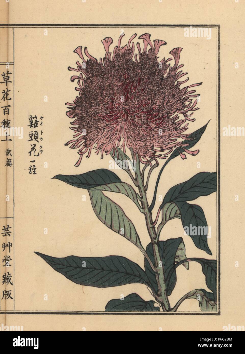 Keitou or plumed cockscomb variety, Celosia argentea. Handcoloured woodblock print by Kono Bairei from Kusa Bana Hyakushu (One Hundred Varieties of Flowers), Tokyo, Yamada, 1901. Stock Photo