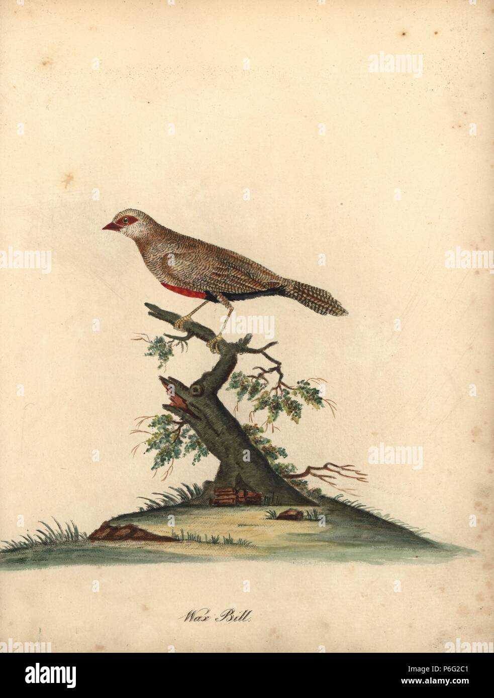 Common waxbill, Estrilda astrild. (Loxia astreld) Handcoloured copperplate engraving of an illustration by William Hayes from Portraits of Rare and Curious Birds from the Menagery of Osterly Park, London, Bulmer, 1794. Stock Photo