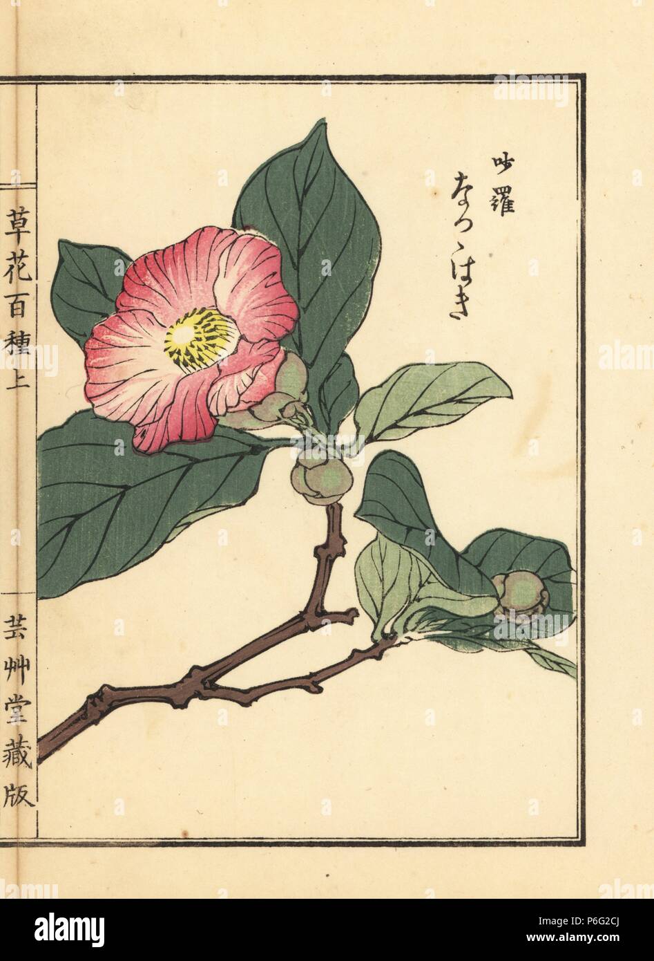 Natsu tsubaki or Japanese stewartia, Stewartia pseudocamellia. Handcoloured woodblock print by Kono Bairei from Kusa Bana Hyakushu (One Hundred Varieties of Flowers), Tokyo, Yamada, 1901. Stock Photo