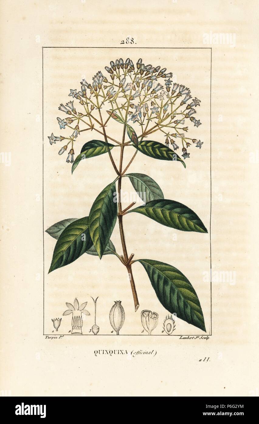 Quinine or Peruvian bark tree, Cinchona officinalis, with flower, branch, leaf and seed. Handcoloured stipple copperplate engraving by Lambert Junior from a drawing by Pierre Jean-Francois Turpin from Chaumeton, Poiret and Chamberet's 'La Flore Medicale,' Paris, Panckoucke, 1830. Turpin (17751840) was one of the three giants of French botanical art of the era alongside Pierre Joseph Redoute and Pancrace Bessa. Stock Photo