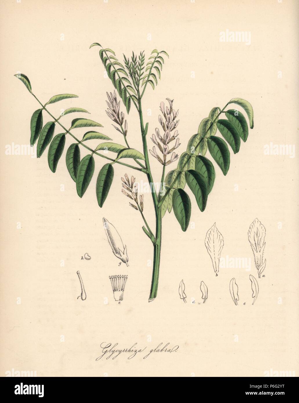Liquorice or licorice plant, Glycyrrhiza glabra. After an illustration by G. Reid in Churchill and Stephenson's 'Medical Botany.' Handcoloured zincograph by C. Chabot drawn by Miss M. A. Burnett from her 'Plantae Utiliores: or Illustrations of Useful Plants,' Whittaker, London, 1842. Miss Burnett drew the botanical illustrations, but the text was chiefly by her late brother, British botanist Gilbert Thomas Burnett (1800-1835). Stock Photo
