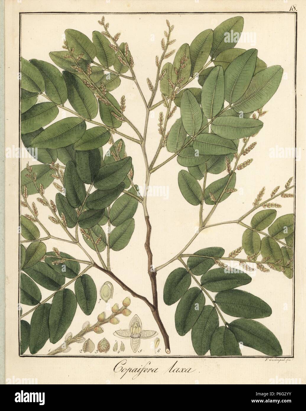 Diesel or kerosene tree, Copaifera langsdorffii var. laxa. Handcoloured copperplate engraving by F. Guimpel from Dr. Friedrich Gottlob Hayne's Medical Botany, Berlin, 1822. Hayne (1763-1832) was a German botanist, apothecary and professor of pharmaceutical botany at Berlin University. Stock Photo