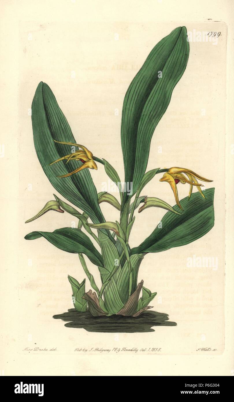 Lindley's maxillaria orchid or saffron-coloured maxillaria, Maxillaria crocea. Handcoloured copperplate engraving by S. Watts after an illustration by Miss Drake from Sydenham Edwards' 'The Botanical Register,' London, Ridgway, 1835. Sarah Anne Drake (1803-1857) drew over 1,300 plates for the botanist John Lindley, including many orchids. Stock Photo