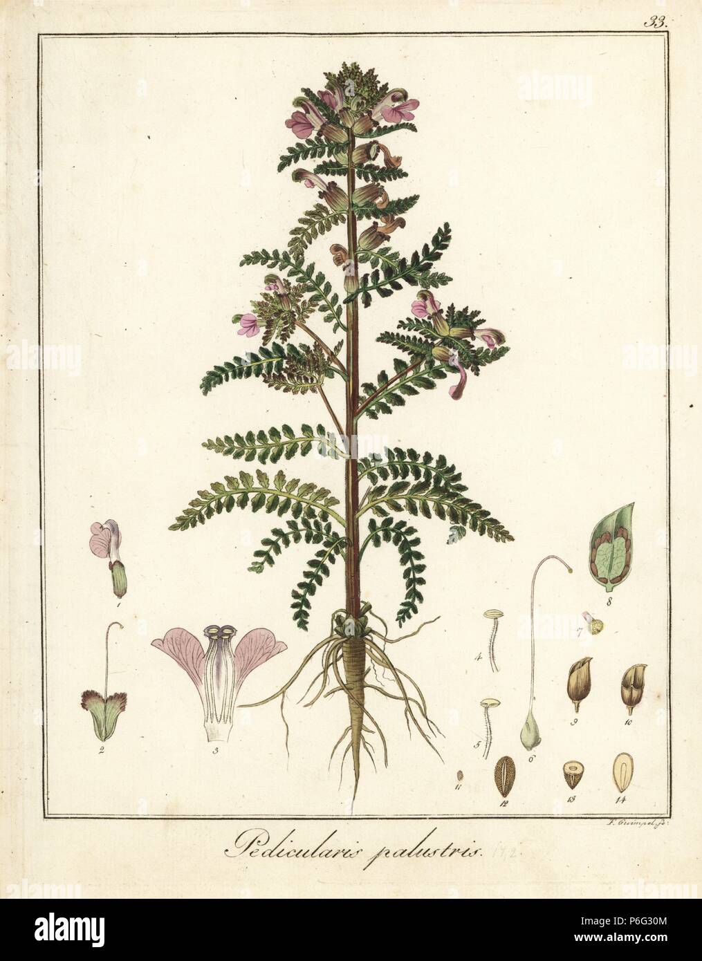 Marsh lousewort, Pedicularis palustris. Handcoloured copperplate engraving by F. Guimpel from Dr. Friedrich Gottlob Hayne's Medical Botany, Berlin, 1822. Hayne (1763-1832) was a German botanist, apothecary and professor of pharmaceutical botany at Berlin University. Stock Photo