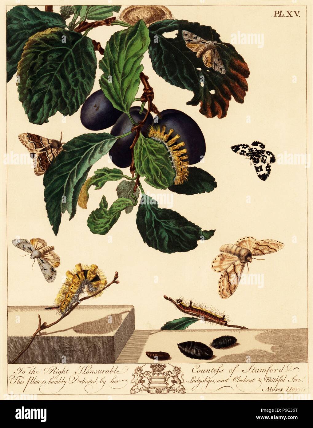 Yellow or pale tussock moth, Calliteara pudibunda, grey dagger moth, Acronicta psi, and argent and sable moth, Rheumaptera hastata, on a plum branch, Prunus domestica. Handcoloured lithograph after an illustration by Moses Harris from 'The Aurelian; a Natural History of English Moths and Butterflies,' new edition edited by J. O. Westwood, published by Henry Bohn, London, 1840. Stock Photo