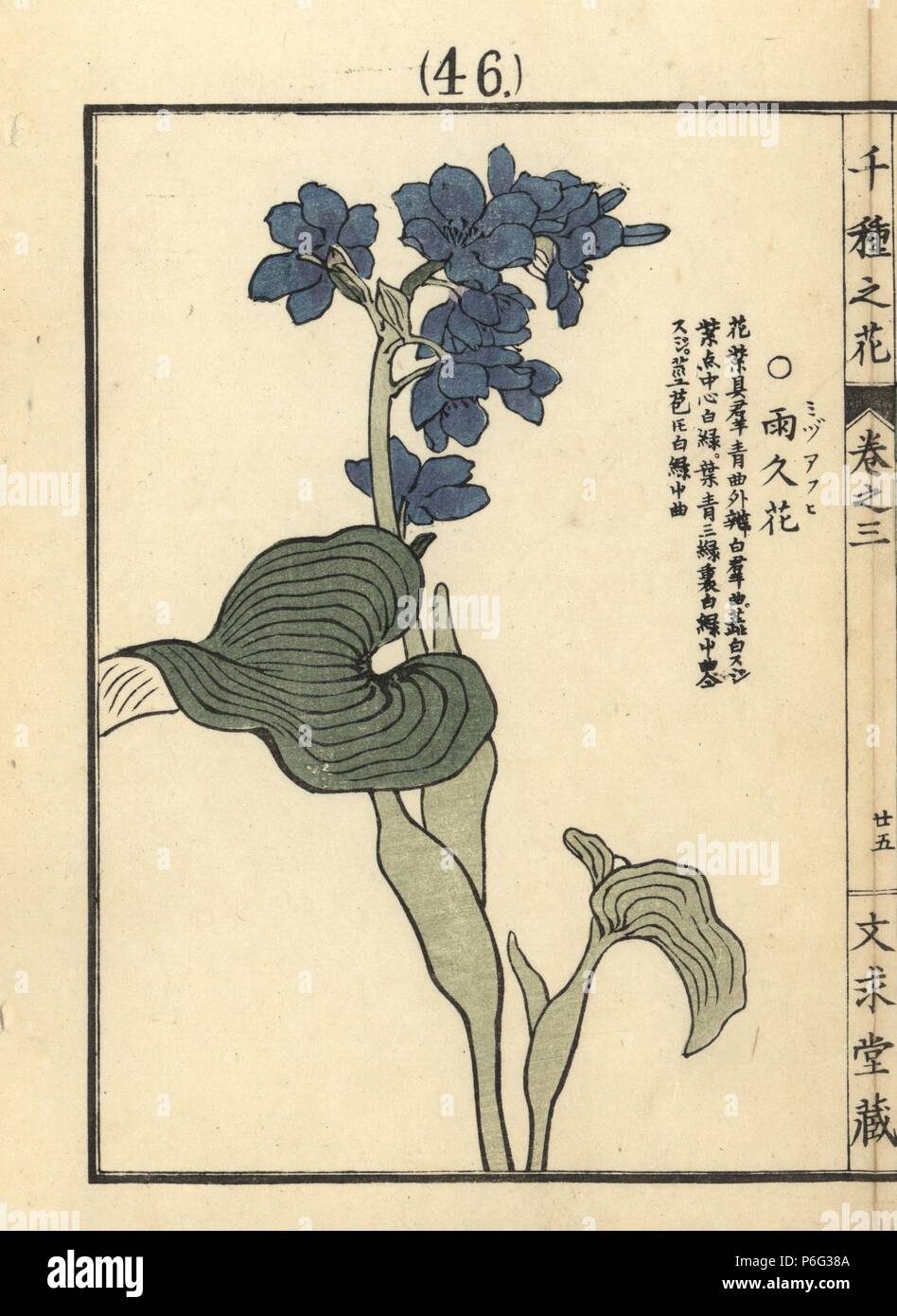 Mizuaoi or oval-leafed pondweed, Monochoria korsakowii. Handcoloured woodblock print by Kono Bairei from Senshu no Hana (One Thousand Varieties of Flowers), Bunkyudo, Kyoto, 1889. Stock Photo