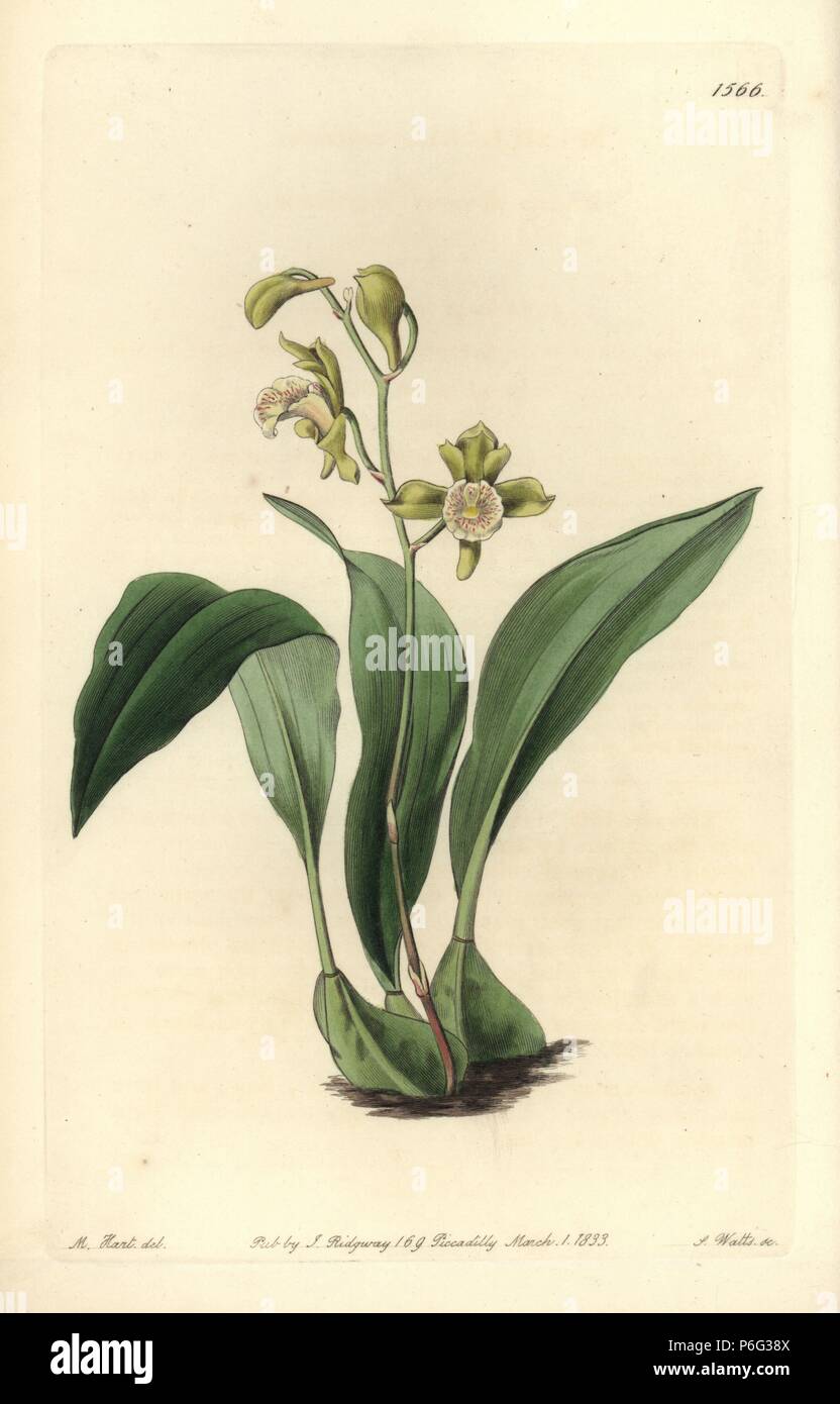 Bifrenaria racemosa orchid. (Raceme flowered maxillaria, Maxillaria racemosa.) Handcoloured copperplate engraving by S. Watts after an illustration by M. Hart from Sydenham Edwards' 'The Botanical Register,' London, Ridgway, 1833. Stock Photo