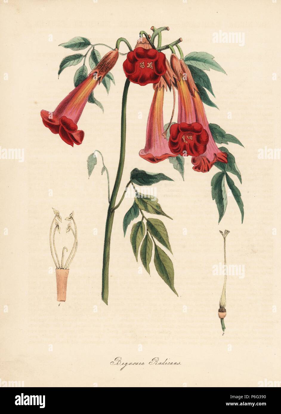 Trumpet vine or trumpet creeper, Campsis radicans (ash-leaved trumpet flower, Bignonia radicans). Taken from William Clark's illustration in Richard Morris's 'Flora Conspicua.' Handcoloured zincograph by C. Chabot drawn by Miss M. A. Burnett from her 'Plantae Utiliores: or Illustrations of Useful Plants,' Whittaker, London, 1842. Miss Burnett drew the botanical illustrations, but the text was chiefly by her late brother, British botanist Gilbert Thomas Burnett (1800-1835). Stock Photo