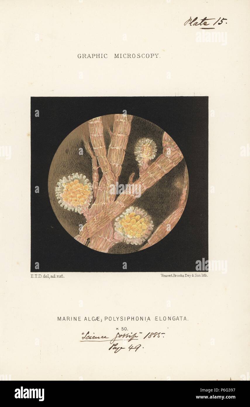 Lobster horns, marine algae, Polysiphonia elongata, magnified x50, showing ceramidia cuplike spore capsules between fronds. Chromolithograph after an illustration by E.T.D., lithographed by Vincent Brooks, from 'Graphic Microscopy' plates to illustrate 'Hardwicke's Science Gossip,' London, 1865-1885. Stock Photo