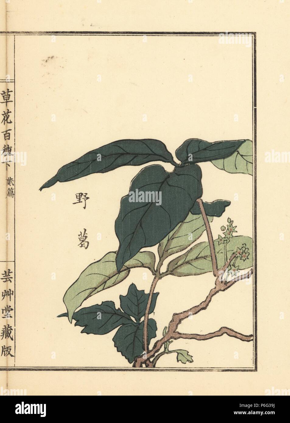 Yakuzu or kudzu, Japanese arrowroot, Pueraria lobata. Handcoloured woodblock print by Kono Bairei from Kusa Bana Hyakushu (One Hundred Varieties of Flowers), Tokyo, Yamada, 1901. Stock Photo