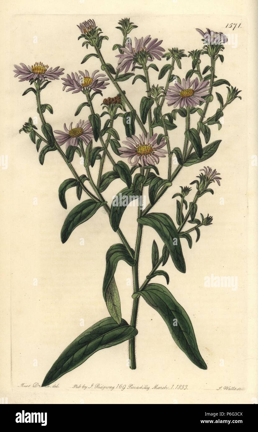 New York aster, Symphyotrichum novi-belgii (Glossy aster, Aster adulterinus). Handcoloured copperplate engraving by S. Watts after an illustration by Miss Drake from Sydenham Edwards' 'The Botanical Register,' London, Ridgway, 1833. Sarah Anne Drake (1803-1857) drew over 1,300 plates for the botanist John Lindley, including many orchids. Stock Photo