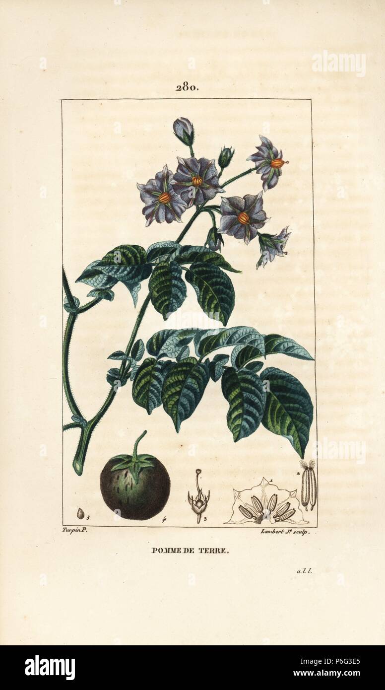 Potato, Solanum tuberosum, with flower, leaf, stalk and fruit. Handcoloured stipple copperplate engraving by Lambert Junior from a drawing by Pierre Jean-Francois Turpin from Chaumeton, Poiret and Chamberet's 'La Flore Medicale,' Paris, Panckoucke, 1830. Turpin (17751840) was one of the three giants of French botanical art of the era alongside Pierre Joseph Redoute and Pancrace Bessa. Stock Photo