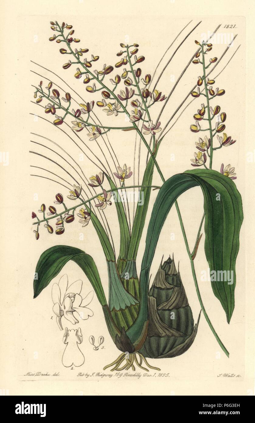 Pale graphorkis orchid, Graphorkis lurida (Lurid eulophia, Eulophia lurida). Handcoloured copperplate engraving by S. Watts after an illustration by Miss Drake from Sydenham Edwards' 'The Botanical Register,' London, Ridgway, 1835. Sarah Anne Drake (1803-1857) drew over 1,300 plates for the botanist John Lindley, including many orchids. Stock Photo