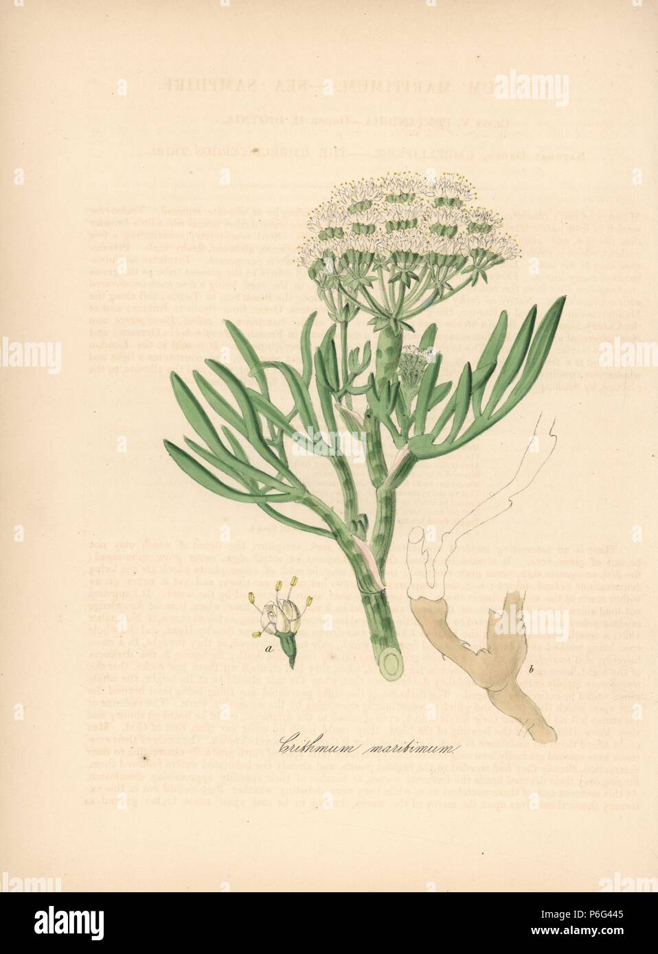 Sea samphire, Crithmum maritimum. Handcoloured zincograph by C. Chabot drawn by Miss M. A. Burnett from her 'Plantae Utiliores: or Illustrations of Useful Plants,' Whittaker, London, 1842. Miss Burnett drew the botanical illustrations, but the text was chiefly by her late brother, British botanist Gilbert Thomas Burnett (1800-1835). Stock Photo