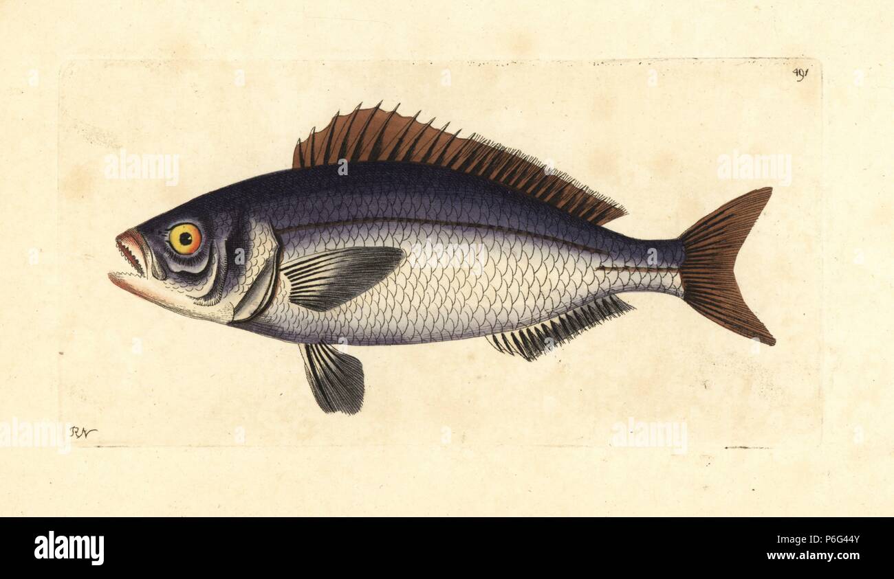 Golden-eyed jobfish, Pristipomoides flavipinnis (Golden-eyed lutian, Lutianus chrysops). Illustration drawn and engraved by Richard Polydore Nodder. Handcoloured copperplate engraving from George Shaw and Frederick Nodder's "The Naturalist's Miscellany," London, 1801. Stock Photo